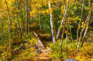 Aspen forest-4851.jpg